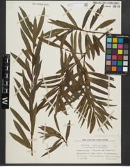 Foto von Salix purpurea L. x Salix viminalis L.
